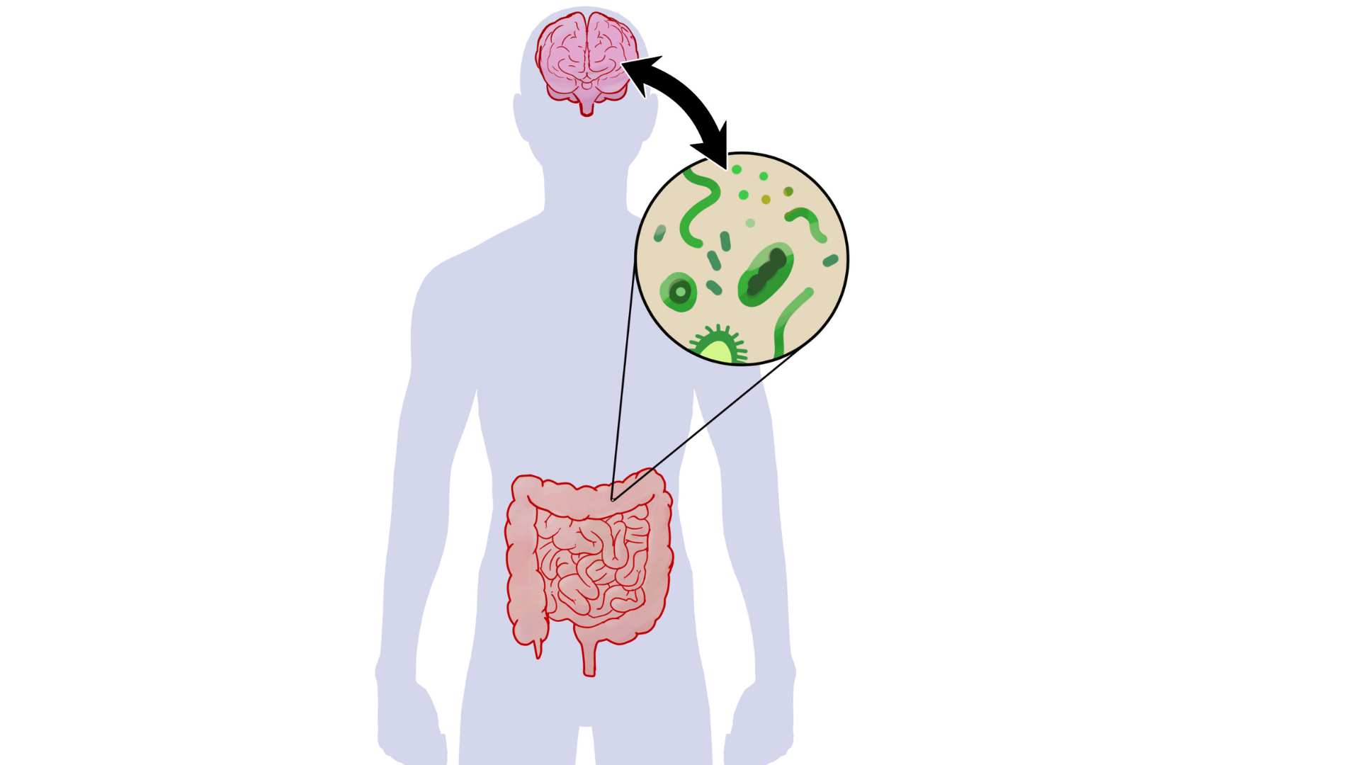 Hvorfor og hvordan mikrobiomet er viktig for helsa